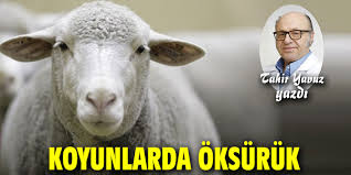 Koyunlarda Oksuruk