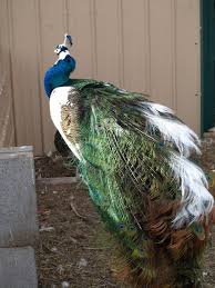Blue And White Peacock Google Search Peafowl Beautiful Birds Peacock