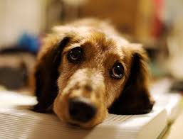 Little shelter animal rescue & adoption center is a 501(c)(3) nonprofit organization. Dog Adoption On Long Island Longisland Com
