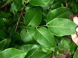 Image result for Xylocarpus