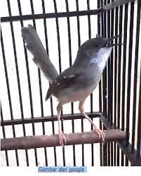 Tidak hanya itu, bahkan ada beberapa makanan yang dapat membuat ciblek memiliki kicauan yang bening atau kicauan kristal. Cara Merawat Ciblek Agar Cepat Gacor Suara Kristal Ngebren Dan Kenceng Ala Om Mb Hobi Si Petani
