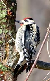 Black Bird With Yellow Belly Ohio Yellow Bellied Sapsucker At Blacklick Woods Photo By Mike Horn Ohio Birds Blacklick Photo