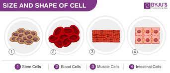 We did not find results for: Cells Size Shape And Count A Morphology Of A Cell