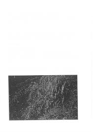 Image result for Scleria melanotricha