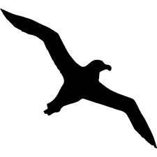 Albatross Com Imagens Passaros Voando Voando Gaivota