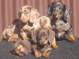 A dappled dachshund is available in a lot of different colors. Chocolate Dapple Dachshund For Sale Petsidi