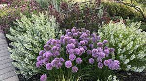 İngilizce türkçe online sözlük tureng. Introducing The Perennial Plant Of The Year For 2021 Greenhouse Grower