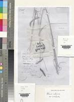 Image result for Ctenium concinnum