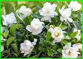 Anti Ribet Cara Merawat Bunga Gardenia Untuk Para Pemula Dunia Fauna Hewan Binatang Tumbuhan Menanam Gardenias Tanaman Hias Daun