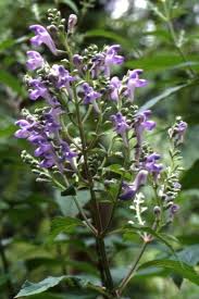 Image result for Scutellaria schweinfurthii