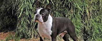 1 boys and 1 girls. Boston Terrier Dog Breed Profile Petfinder