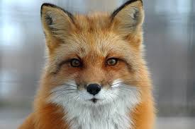 I Love Foxes Wish I Could Feed Them All So They Never Had To Endanger Themselves By Crossing Another Busy Road Animals Beautiful Cool Pets Cute Animals