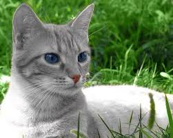 The wild ancestor of the domestic cat species had tabby stripes. Light Grey Blue Eyed Warrior Google Search Silver Tabby Cat Tabby Cat Beautiful Cats