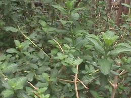 Image result for Lippia woodii