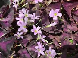 Oxalis 'zinfandel' 2 inch pot. 15 X Oxalis Lila Kleeblatt Pip Glucksbringer Pflanze Ebay