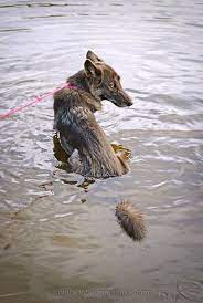 Blue Bay Shepherd Low Content Wolfdog Wolf Dog Cute Cats And Dogs Wolf Hybrid