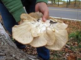 It has been a while since the last video. Growing Mushrooms The Cheap And Easy Way Off The Grid News