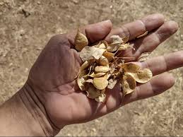 Image result for Ateleia herbert-smithii