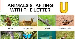 We have covered a few animal names from . Animals That Start With U Wonderful List Of 14 Animals Starting With U 7esl