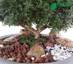 It is a work of art based on the decorator. Akteria à¶‡à¶š à¶§ à¶» à¶º Plant 6 7 Years Old Plant Lanka Tropical Plants Delivered To Your Living Room