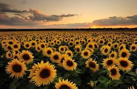 Why Everyone Is Mesmerised By This Video Of A Sunflower Field Sunflower Field Photography Sunflower Field Pictures Sunflower Photography