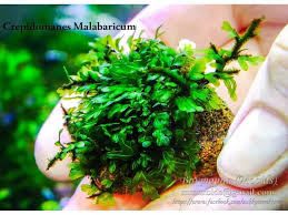 Image result for Crepidomanes