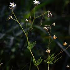 Image result for Spergula arvensis