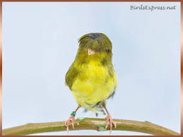 Yellow Bird With Crazy Hair Crested Head Canaries Are So Cute They Look Like They Have Hair I Saw One In A Cage At Von Maur Once And I Ve Wanted To Have One Canary Canary Singing