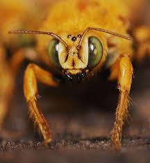 Match to a pro today · free estimates · project cost guides Creature Feature Valley Carpenter Bee