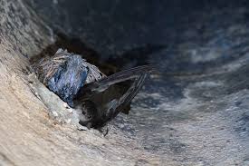 How to get birds nest out of chimney. Chimney Swift Declines Result Of Human And Environmental Pressures