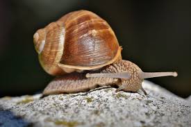 Free Image On Pixabay Snail Shell Mollusk Probe Mucus Lumaca