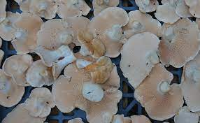 Un des critères permettant d'identifier les champignons peut être l'odeur qu'ils. Les Champignons Comestibles Les Principales Especes Apprendre A Les Reconnaitre