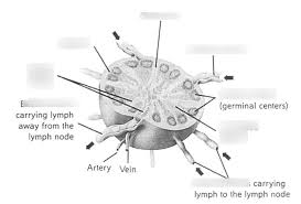 Lymph Node Diagram Diagram Quizlet