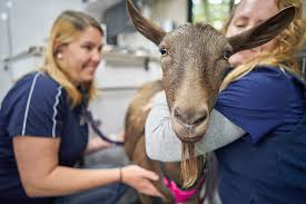 Foster's mobile pet clinic offers you convenient, high quality, and affordable home veterinary care for your beloved dog and cat. Blue Door Vet Home Blue Door Vet Mobile Vet Practice Portland