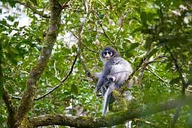 Komodo national park, indonesia in 4k (ultra hd). Wild Animals Java Release Monkey Mothers With Children Endangered Species The Island Endemic Species Harry The Salak Mountain National Park Indonesia Pikist