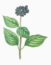 Image result for Cornaceae