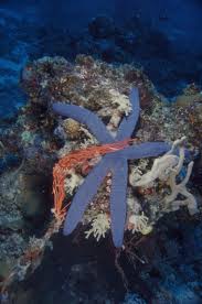 Image result for Lannea virgata