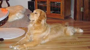 Broomfield Golden S In Ohio Find Your Golden Retriever Puppy Good Dog Golden Retriever Retriever Puppy Golden Retriever Puppy