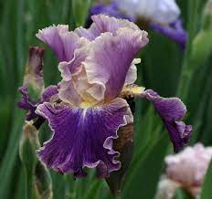 Pin On Iris We Have
