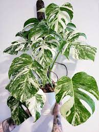 Maybe you would like to learn more about one of these? Monstera Deliciosa Albo Variegata The Most Expensive Plants In The World Thursd