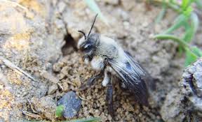 Erdbienen Selbst De Insektenhotel Bienen Insekten