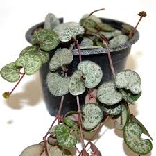 Image result for Ceropegia albipilosa