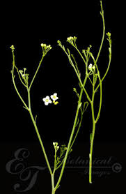 Image result for Montinia