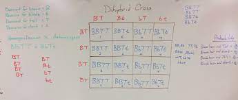 Chapter 10 dihybrid cross worksheet key , the worksheet is an assortment of 4 intriguing pursuits that will enhance your kid's knowledge and abilities. Genetics