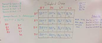 Set up a punnett square using the following information: Genetics