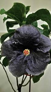 Pin On In Black Garden