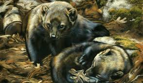 Check out the australian koala foundation for more details. Awards Achievements Artists For Conservation