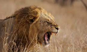 Lions clubs international founder melvin jones was born on january 13, 1879. How The Lion Lost Its Strength Big Cats Survival At Risk As Dna Defences Dwindle Wildlife The Guardian