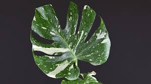 The monstera deliciosa thai constellation is a tissue culture from one lab in thailand that supplies the plant worldwide. How To Buy And Care For A Thai Constellation Monstera