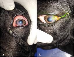 Indians' terry francona stepping down due to physical health issues. Frontiers Corneal Ulcer In Dogs And Cats Novel Clinical Application Of Regenerative Therapy Using Subconjunctival Injection Of Autologous Platelet Rich Plasma Veterinary Science